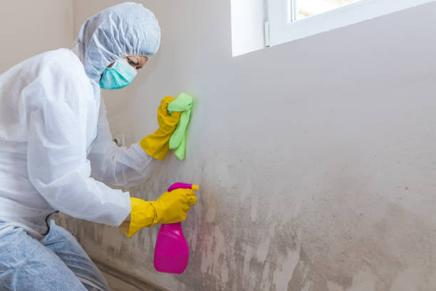  Lighthouse Point, FL Mold Removal Services Pros