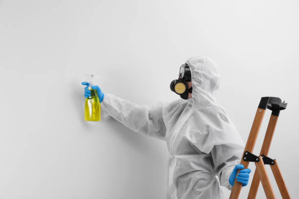 Why You Should Choose Our Mold Remediation Services in Lighthouse Point, FL